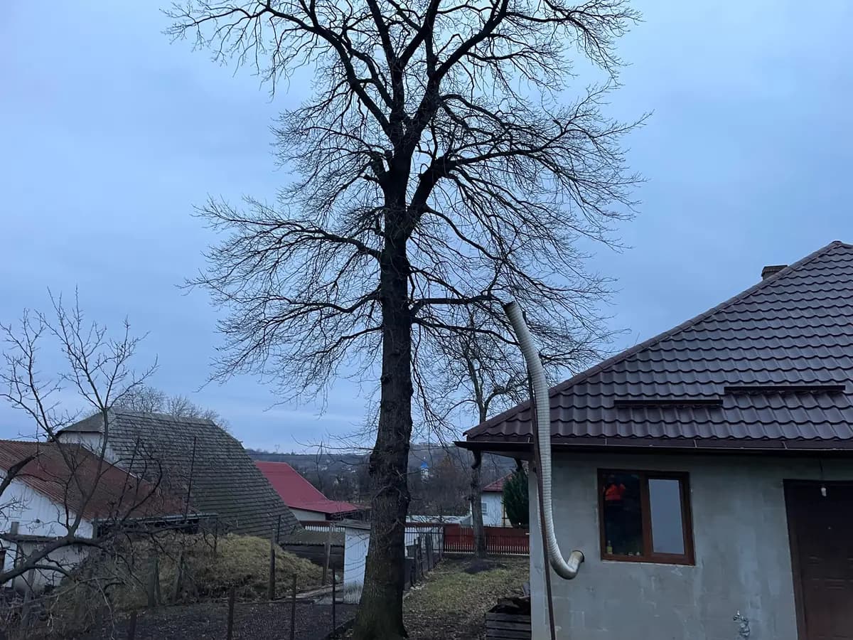 Copac mare crescut lângă peretele unei case, fotografiat înainte de lucrare, cu ramurile peste acoperiș