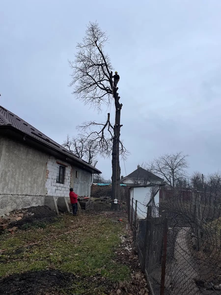 Arborist urcat pe coardă în vârful unui copac uscat, lângă o casă bătrânească cu gard de plasă