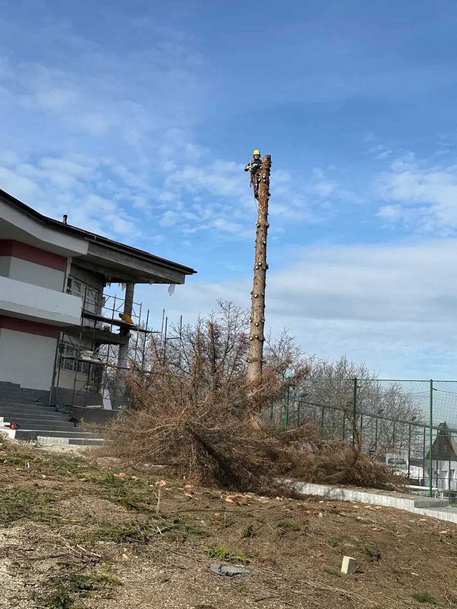 Copac tăiat controlat lângă o construcție, cu spațiu strâns în jur