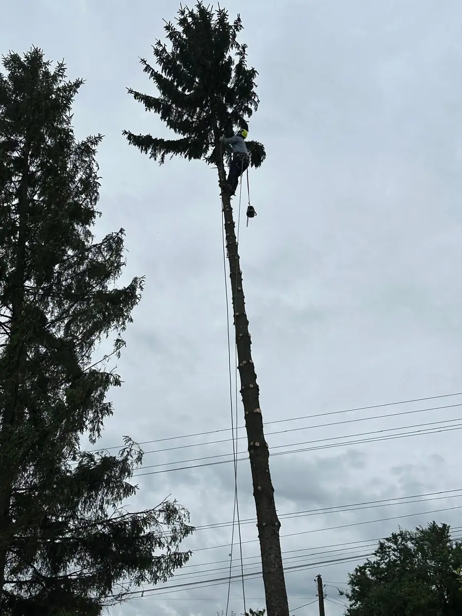 Molid tăiat controlat lângă o linie electrică, cu bucățile coborâte pe frânghie