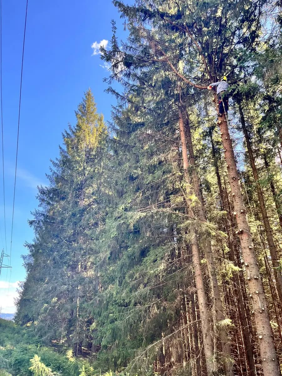 Arborist urcat pe coardă în coroana unui molid, cu firele electrice vizibile în apropiere
