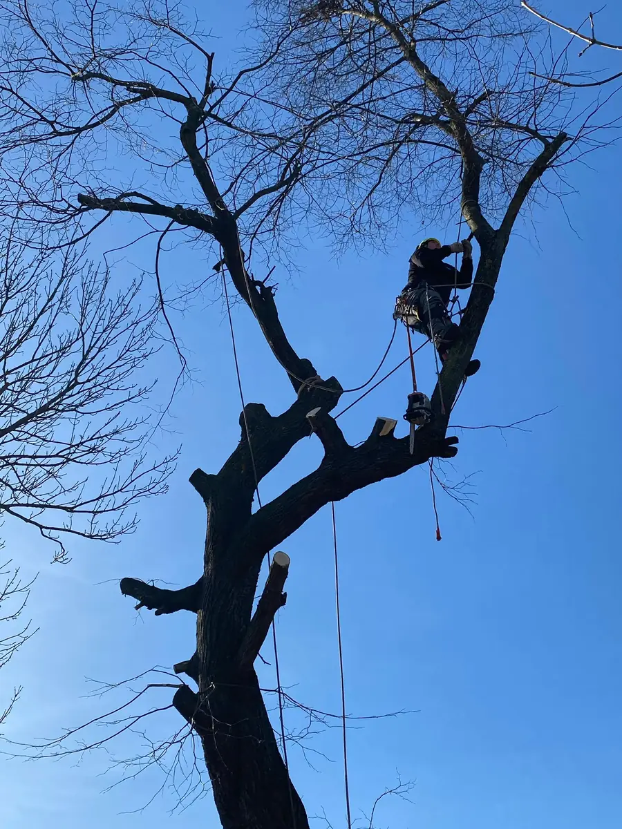 Nuc bătrân dintr-o gospodărie, coborât pe coardă bucată cu bucată