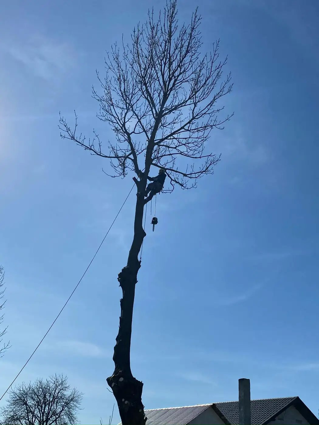 Arborist urcat pe coardă în coroana unui nuc bătrân, în timpul unei doborâri controlate bucată cu bucată