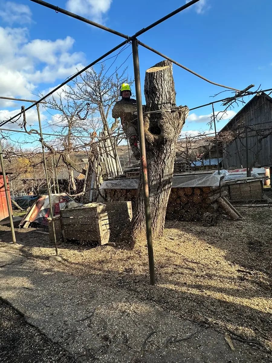 Cioată de copac tăiată și scoasă dintr-o curte de gospodărie