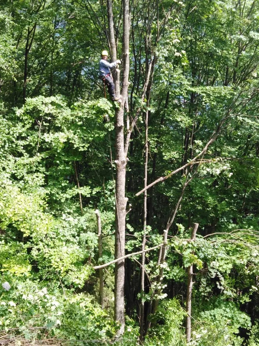 Toaletare de copac pe coardă, cu omul așezat în coroană și crengile tăiate căzute la sol