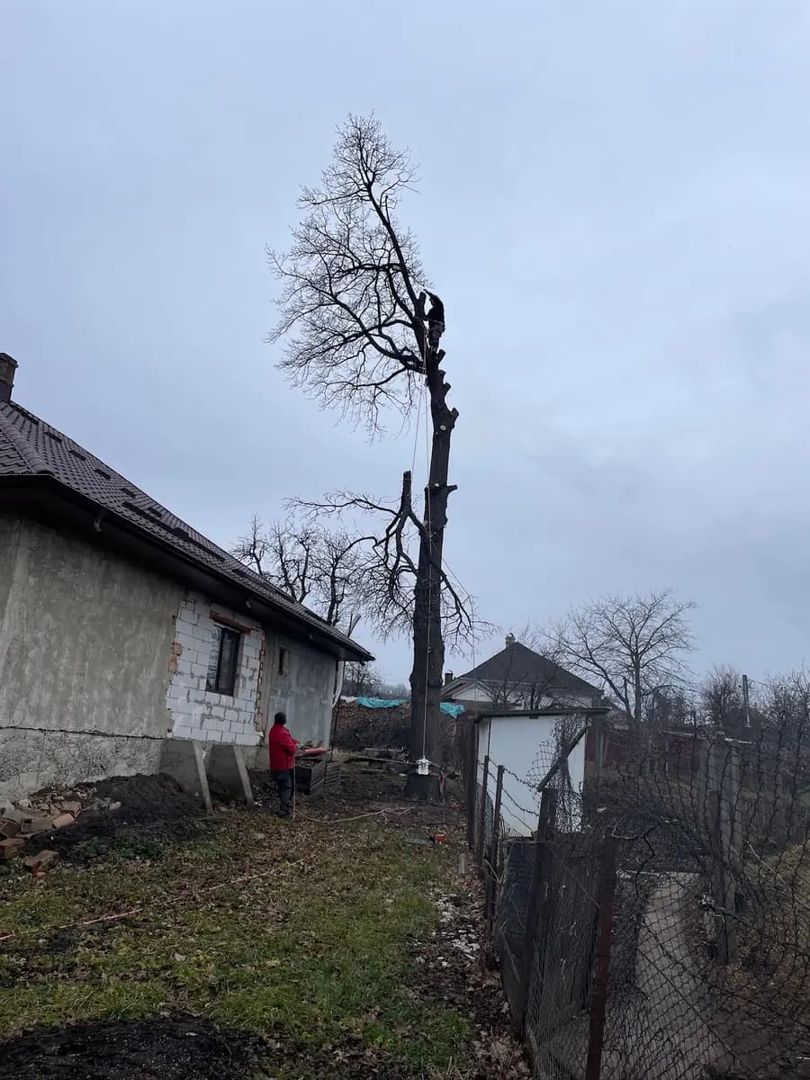Copac doborât pe coardă lângă peretele unei case, cu ramurile scurtate până la trunchi