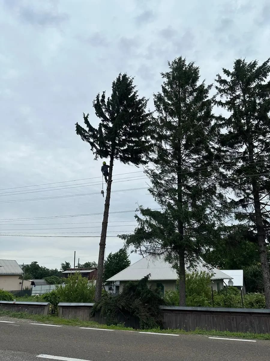Molid înalt pregătit pentru doborâre lângă un drum cu fire electrice și case la margine