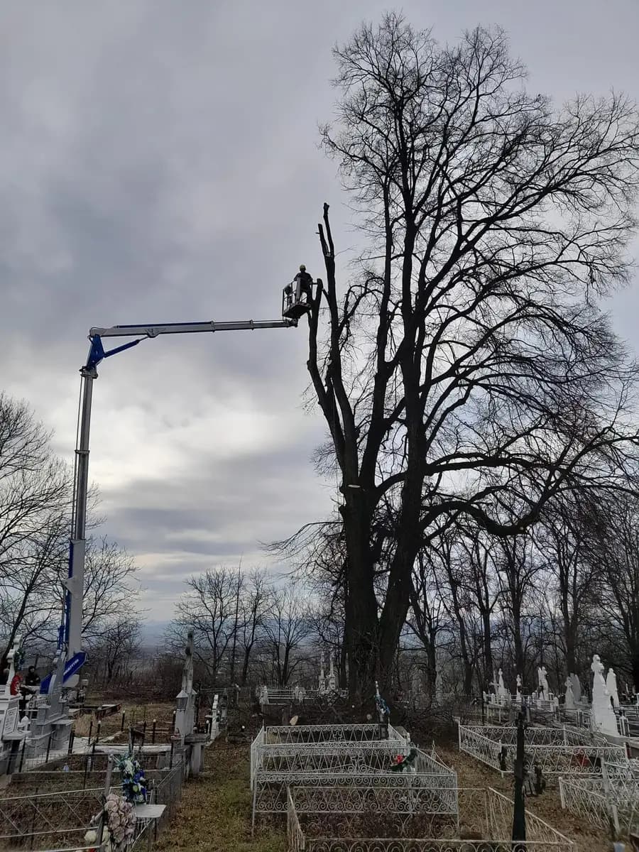 Copac desfrunzit toaletat din nacelă în timpul iernii, cu brațul întins peste un gard